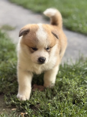 Pui Akita inu japonez  - imagine 4