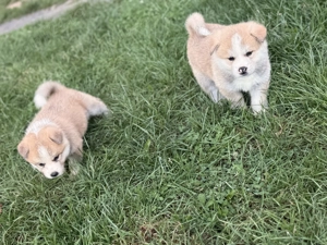 Pui Akita inu japonez  - imagine 5
