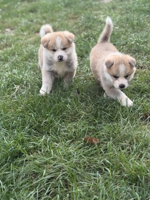 Pui Akita inu japonez  - imagine 6