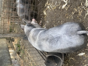 Vând porci,unul de 150 kg și celălalt de 130 kg 