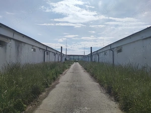 Hale pentru depozitare sau productie, teren aferent, vanzare sau inchiriere.