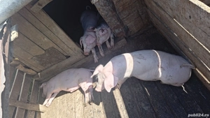 Purcei de vânzare  - imagine 4