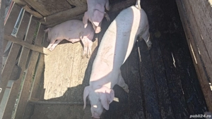 Purcei de vânzare  - imagine 3