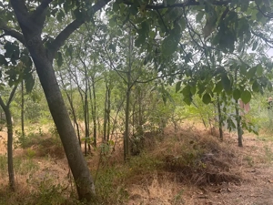 Casa recent renovata, 2023 mp teren, comuna Leu , RATE !!! - imagine 6 Casa recent renovata, 2023 mp teren, comuna Leu , RATE !!! - imagine 6