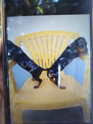 Teckel  arlequin Femelă  - imagine 2