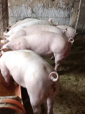 Șoldani rasa de carne 