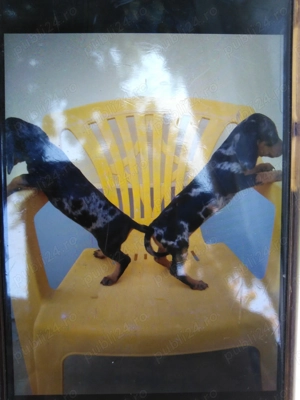 Teckel  arlequin Femelă  - imagine 3