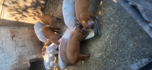 De vânzare purcei - imagine 2