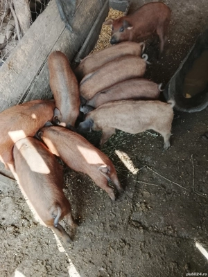 Vând purcei mangalița  - imagine 2