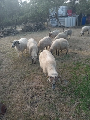 Vand miei din primavara - imagine 3 Vand miei din primavara - imagine 3