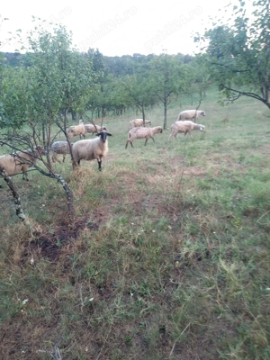 Vand miei din primavara - imagine 2 Vand miei din primavara - imagine 2