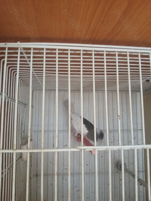 Canari, hibrizi - imagine 5