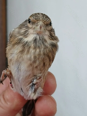 Canari, hibrizi - imagine 2