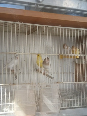 Canari, hibrizi - imagine 3