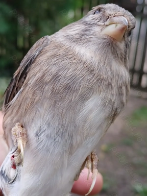 Canari, hibrizi - imagine 4