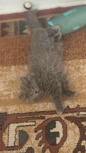 Pisicute care își caută căsut  - imagine 2