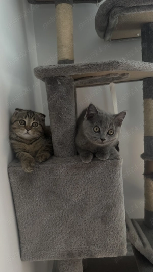 Pisicute care își caută căsut  - imagine 5