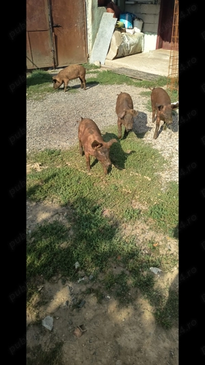 Vând purcei Duroc deparazitați in vârstă de 14 săptămâni  - imagine 2 Vând purcei Duroc deparazitați in vârstă de 14 săptămâni  - imagine 2