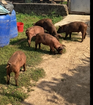 Vând purcei Duroc deparazitați in vârstă de 14 săptămâni 