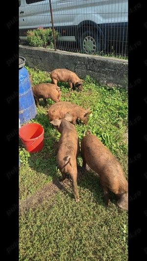 Vând purcei Duroc deparazitați in vârstă de 14 săptămâni  - imagine 4 Vând purcei Duroc deparazitați in vârstă de 14 săptămâni  - imagine 4