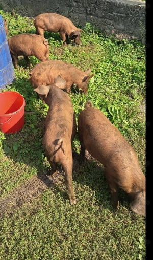 Vând purcei Duroc deparazitați in vârstă de 14 săptămâni  - imagine 3 Vând purcei Duroc deparazitați in vârstă de 14 săptămâni  - imagine 3