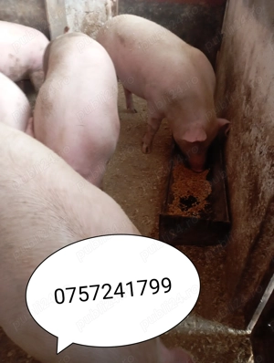 Vând porci de carne