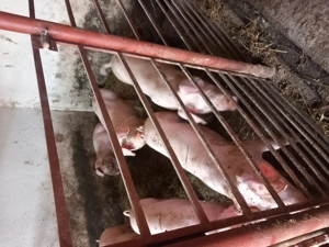 Vând suldei în localitatea Livada de bihor.  Inf.