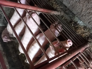 Vând suldei în localitatea Livada de bihor.  Inf.   - imagine 2 Vând suldei în localitatea Livada de bihor.  Inf.   - imagine 2