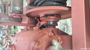 Troliu forestier foarte puternic