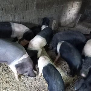 Scrofițe bazna de vânzare!