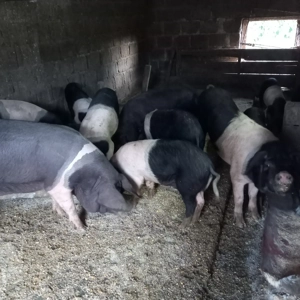 Scrofițe bazna de vânzare! - imagine 2