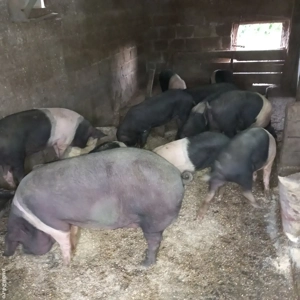 Scrofițe bazna de vânzare! - imagine 3