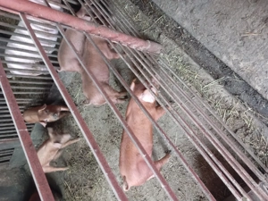 Vând purcei duroc 10 săptămâni  , în Livada de Bihor.  Inf.  