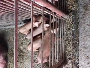 Vând purcei duroc 8 săptămâni.  Inf.  . În Livada de Bihor. 