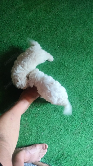 Vând Bichon Maltese  - imagine 2