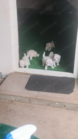 Vând Bichon Maltese 