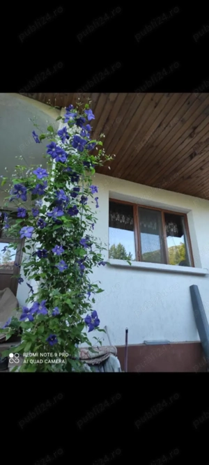 Casă și teren în Munții Apuseni la 18 km de municipiul Deva - imagine 8