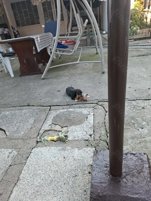 Vând teckel  - imagine 2 Vând teckel  - imagine 2