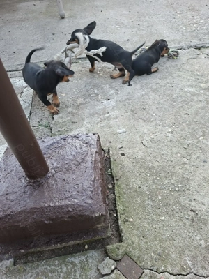 Vând teckel  - imagine 3 Vând teckel  - imagine 3