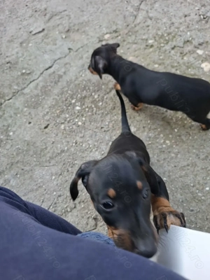 Vând teckel  - imagine 4 Vând teckel  - imagine 4