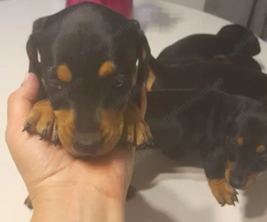 Ne dorim o căsuța , suntem teckel....negru cu maro - imagine 2