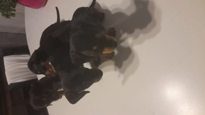 Ne dorim o căsuța , suntem teckel....negru cu maro - imagine 3