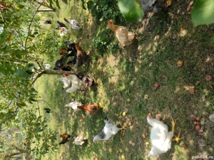 vînd găini și pu  - imagine 3