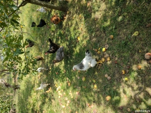 vînd găini și pu  - imagine 2