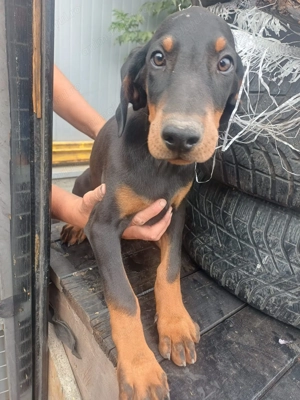 Doberman pincher 1m+2 f - imagine 2 Doberman pincher 1m+2 f - imagine 2