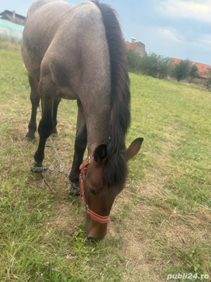 vand manz  - imagine 4