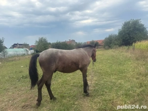 vand manz  - imagine 2