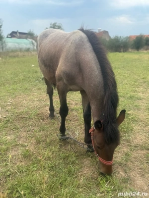 vand manz  - imagine 3