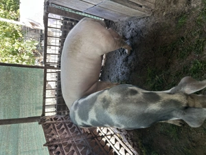 Vand porc pentru sacrificiu  - imagine 2