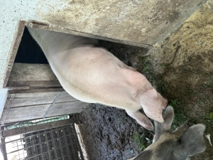 Vand porc pentru sacrificiu 